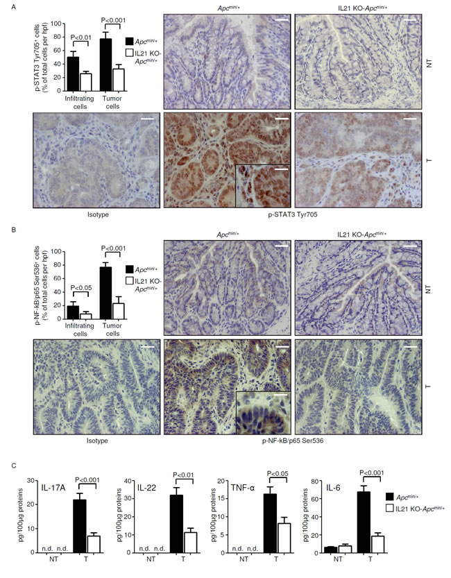 Reduced STAT3/NF-kB activation and reduced expression of IL-17A, IL-22, TNF-&#x3b1; and IL-6 in the tumors of IL-21 KO-