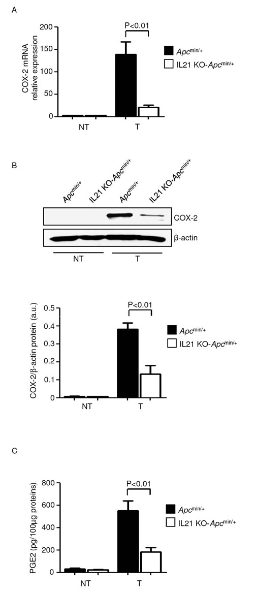 Reduced expression of COX-2/PGE2 in the tumors of IL-21 KO-
