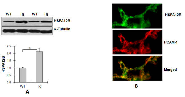 Endothelial HSPA12B facilitated lung tumor growth.