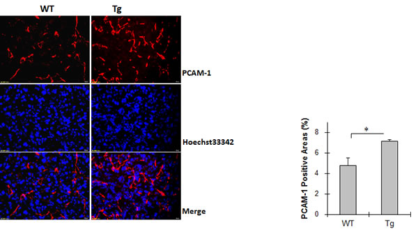 HSPA12B increased angiogenesis in lung tumors.