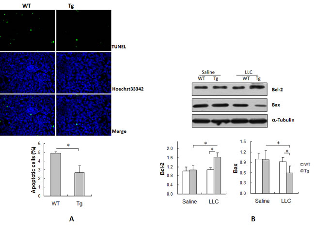 HSPA12B suppressed apoptosis in lung tumors.