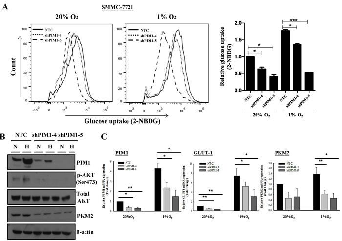 Knockdown of PIM1 suppressed the glycolytic metabolism in SMMC-7721, possibly through the regulation of p-AKT.