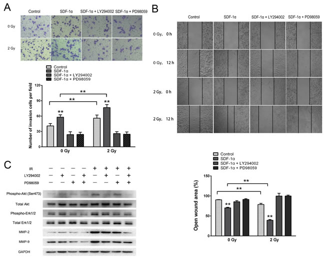 SDF-1&#x3b1;/CXCR4 activated the PI3K/pAkt and MAPK/pERK1/2 pathways, which enhanced the invasiveness of H1299 cells by upregulating MMP expression.