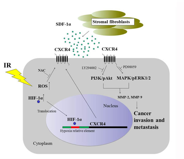 Schematic representation of the signaling pathways involved in the radiation-induced invasiveness of H1299 cells.