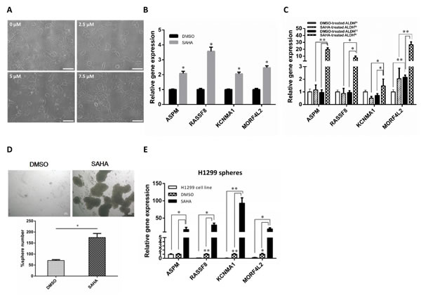 SAHA enhances the CSC characteristics