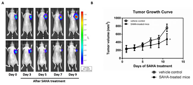 SAHA effectively inhibits the growth of H1299 tumor cells.