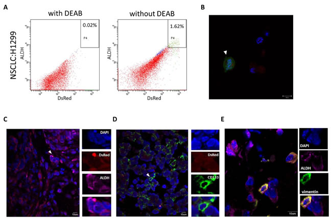 Cancer stem cells and EMT markers were detected in xenografted lung tumor cells.