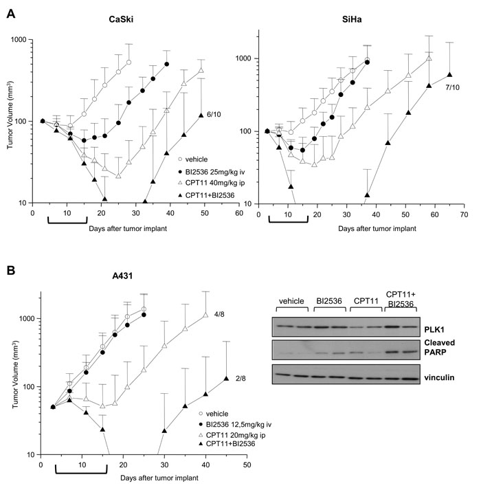 Enhancement of antitumor efficacy against SCC xenografts by combined treatment of CPT11 with BI2536.