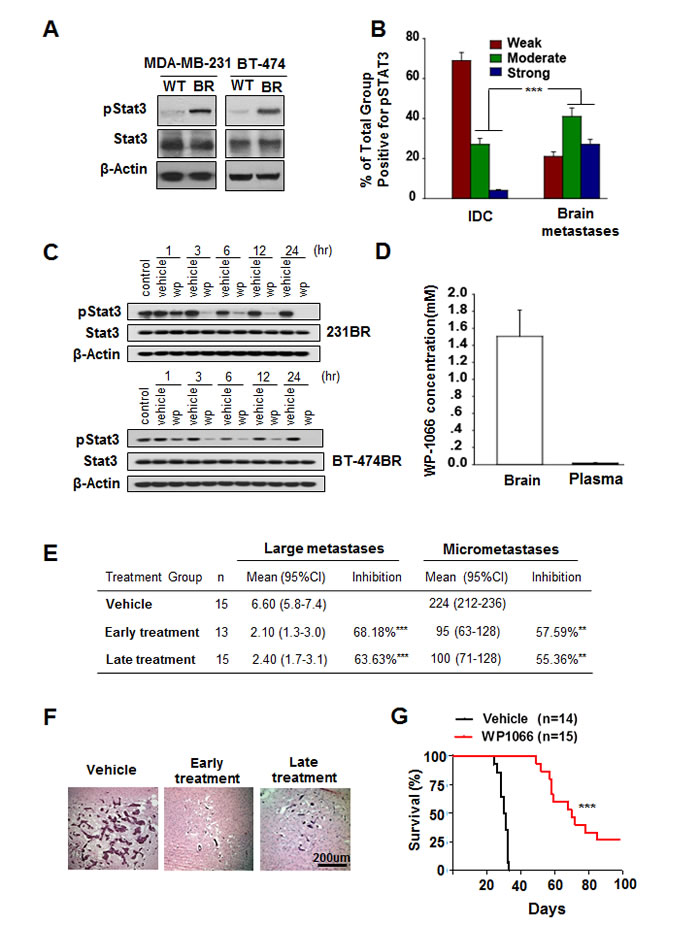 Stat3 activation in breast cancer brain metastases and WP1066 inhibited brain metastasis.