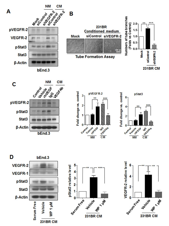 WP1066 inhibited Stat3/VEGFR-2 signaling in brain endothelial cells.