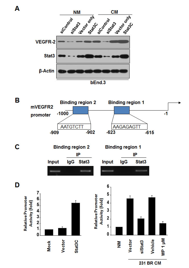 Stat3 signaling regulates VEGFR-2 expression in bEnd.3 cells.