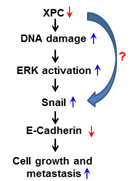 Model of the mechanism by which XPC upregulates E-Cadherin expression and inhibits cell proliferation and metastasis in lung cancer.