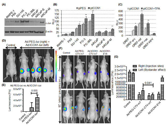 Utilizing the cancer-selective tCCN1-Prom to make conditionally replication-competent bipartite Cancer Terminator Virus (Ad.tCCN1-