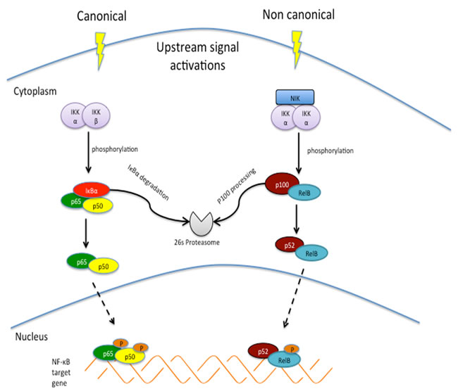 Canonical and non-canonical NF-&#x3ba;B signaling pathways.