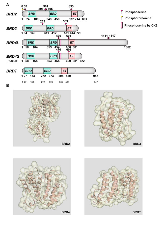Molecular structures of BET bromodomains.
