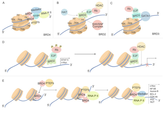 Biological function of BET bromodomains.