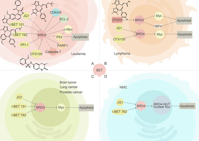 BRD2/4 inhibitors and their relevant anti-cancer pathways.