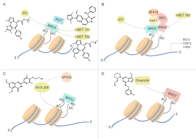 BRD3 and BRDT inhibitors and their relevant anti-cancer pathways.