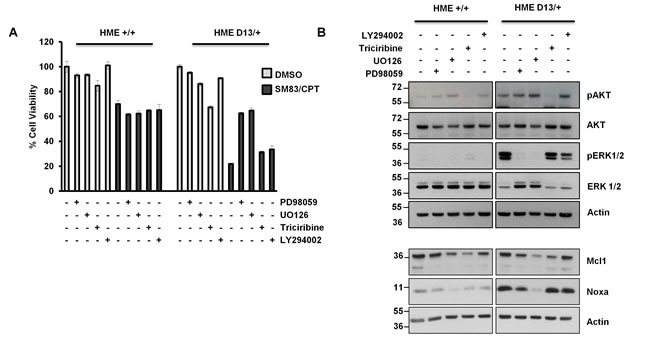 ERK2, but not ERK1 is responsible for KRAS-dependent Noxa-induction.