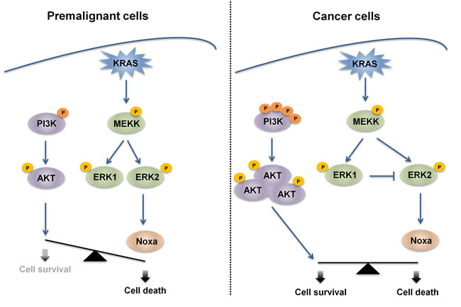 Proposed mechanism for oncogenic KRAS-mediated sensitization to cell death.