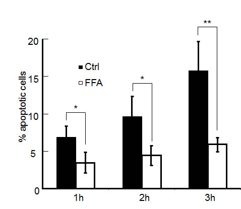 Percentage of apoptotic cells at three time points following focal photodynamic injury in control conditions and in the presence of FFA.