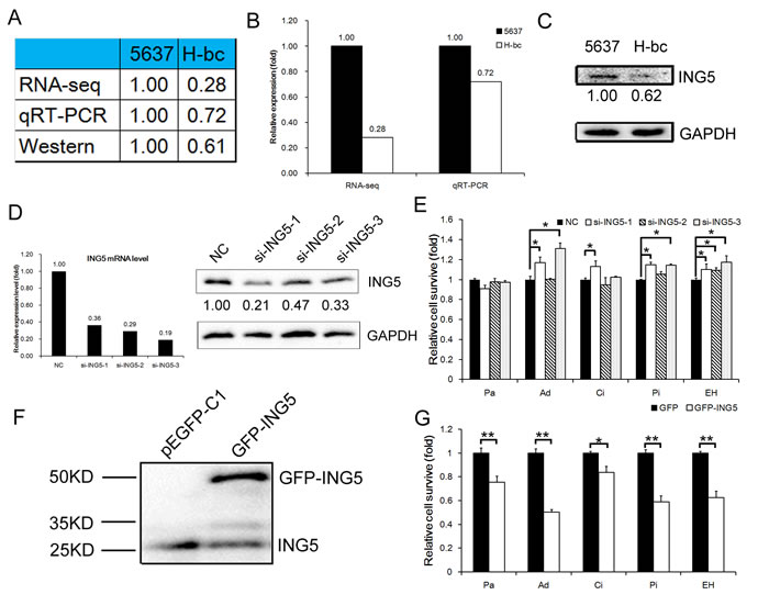 ING5 expression is negatively correlated with chemoresistance in BCa cells.