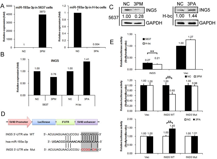 ING5 mRNA is a direct target of miR-193a-3p in BCa cells.