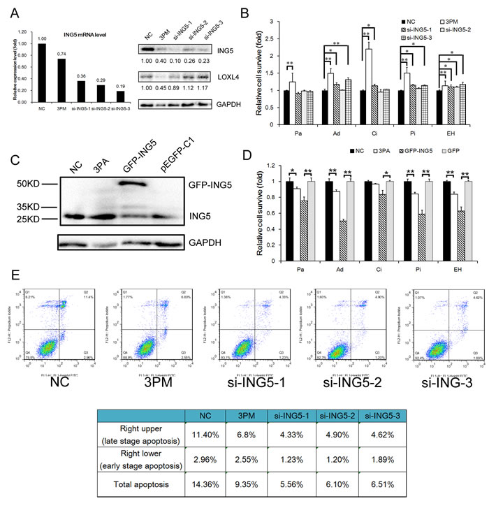 ING5&#x2019;s effects on drug-triggered cell death and apoptosis in BCa cells.