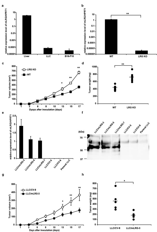 Fig.1: Tumor growth of LLC cells was inhibited in the presence of LRG