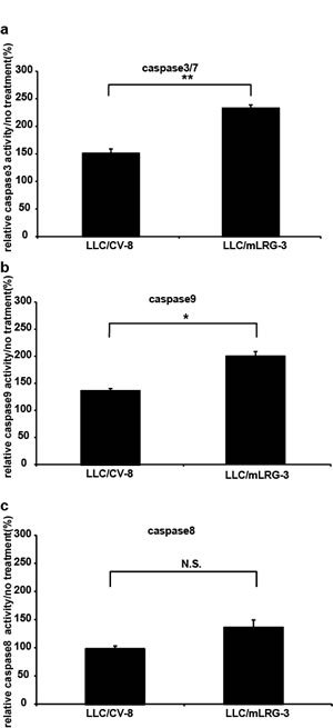 Fig.3: Stimulation with TGF&#x3b2;1 induced apoptosis more strongly in mLRG-overexpressing LLC cells than in control vector LLC cells.
