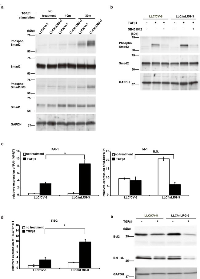 Fig.4: TGF&#x3b2;1 enhanced the smad2 signaling pathway in mLRG-overexpressing LLC.