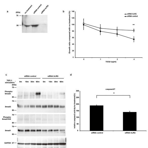 Fig.6: LRG was expressed in the supernatant of Hep3B, and TGF&#x3b2;1-induced apoptosis was decreased in the absence of LRG.