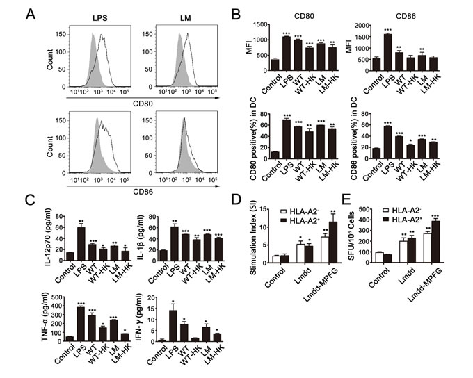 Fig. 1: LM promotes maturation of BMDCs and induces MPFG-specific T cells.