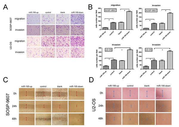 miR-195 inhibits migration and invasion of osteosarcoma