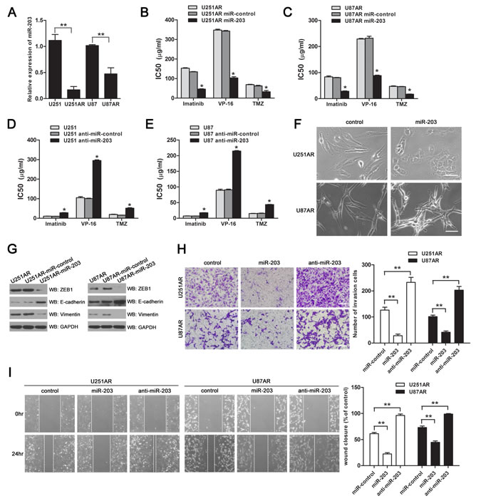 Re-expression of miR-203 in U251AR and U87AR cells sensitizes cells to anticancer drugs and reverses EMT while knockdown of miR-203 promotes resistance to anticancer drugs in U251 and U87 cells.