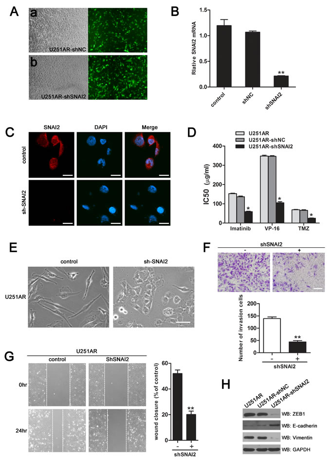 Silencing of SNAI2 phenocopies the effects of miR-203 re-expression on sensitization of U251AR cells to anticancer drugs and reversion of EMT.
