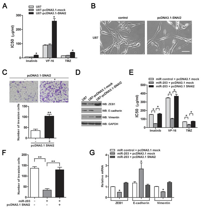 SNAI2 contributes to chemoresistance and EMT in GBM cells.