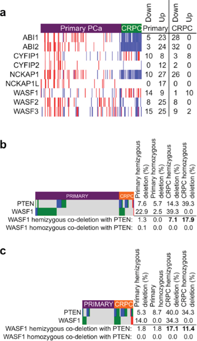 WAVE complex disruption in castration-resistant prostate cancer.