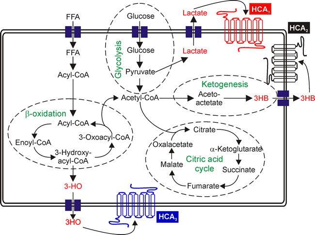 Schematic overview of HCA agonist generating metabolic pathways.