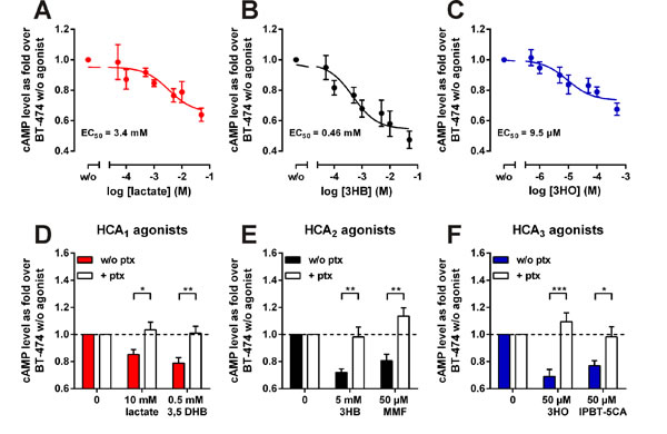 Lactate, 3-hydroxybutyrate (3HB) and 3-hydroxyoctanoate (3HO) activate endogenous HCA receptors in BT-474 cells in a pertussis toxin sensitive manner.