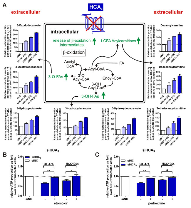 Extracellular concentration of FAO intermediates is increased for BT-474 with knocked-down HCA