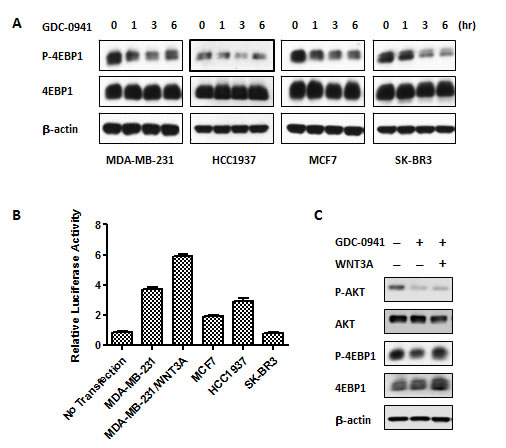 Aberrant activation of WNT/beta-catenin signaling conferred resistance in GDC-0941 in MDA-MB-231 cells.