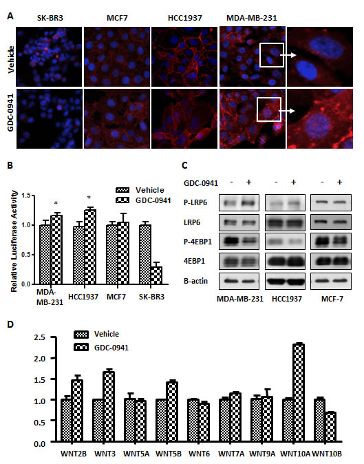 GDC-0941 activated Wnt signaling in MDA-MB-231 cells.