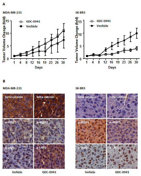 Effect of GDC-0941 on tumorigenesis