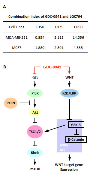 A WNT inhibitor enhanced the efficacy of GDC-0941 in MDA-MB-231 cells.