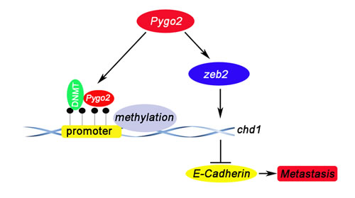 A proposed model depicting the mechanism by which Pygo2 represses E-cadherin expression and promotes metastasis of HCC cells.