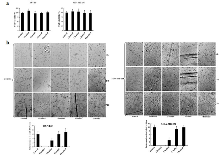 Effects of claudin blocking antibodies on cell proliferation, morphology, and tubule formation.