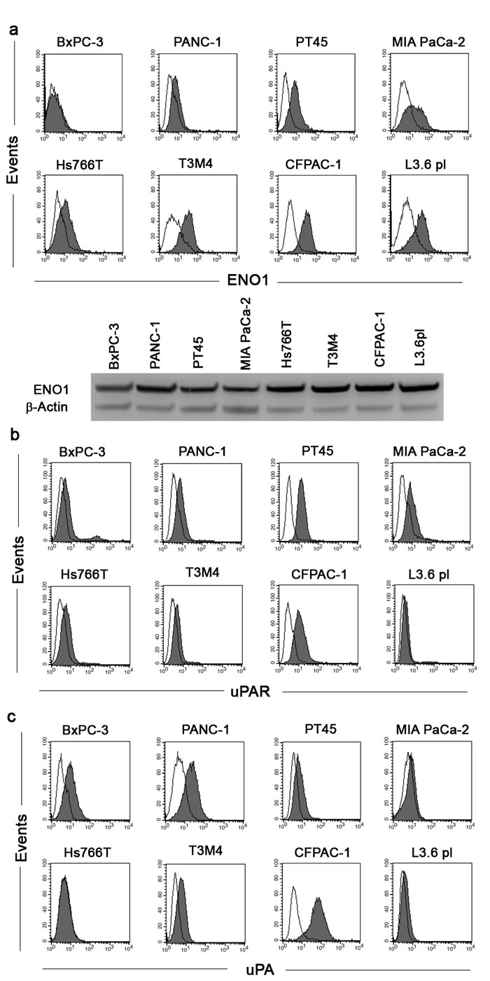 Analysis of ENO1, uPAR and uPA expression in PDAC cell lines.
