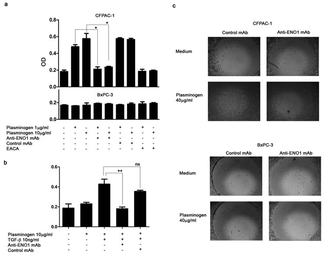 Anti-ENO1 72/1 mAb inhibits plasminogen-dependent invasion of PDAC cells.