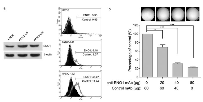 Capacity of the anti-ENO1 E10A mAb to inhibit in vitro and in vivo invasion of pancreatic cancer cells.